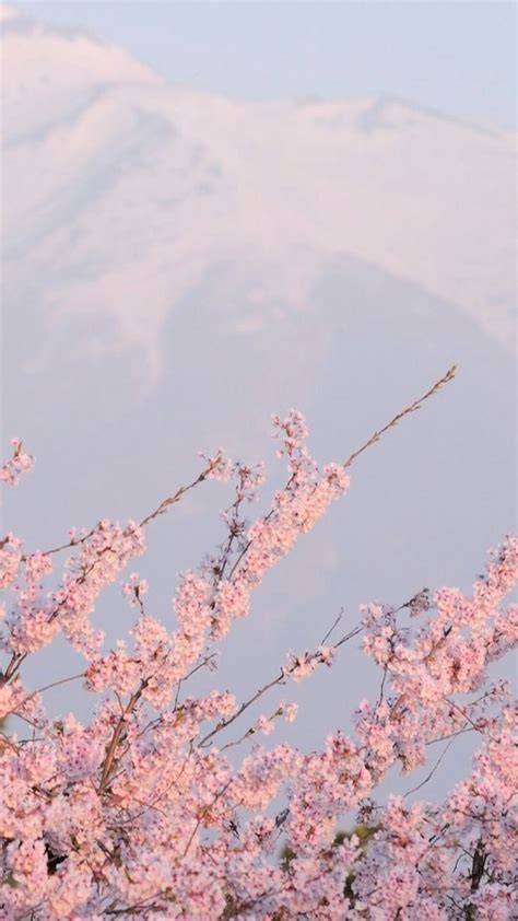 Sakura Wallpaper Tumblr Aesthetic Backgrounds Pink
