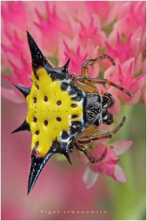 Amazing Insect Images By Igor Iwanowicz 60 Pics