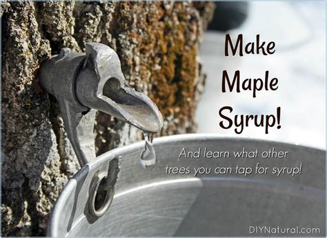 Making Maple Syrup And Other Types Of Tree Syrup Safe Home Diy