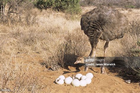 Ostrich Mother With Eggs And Chicks High Res Stock Photo Getty Images