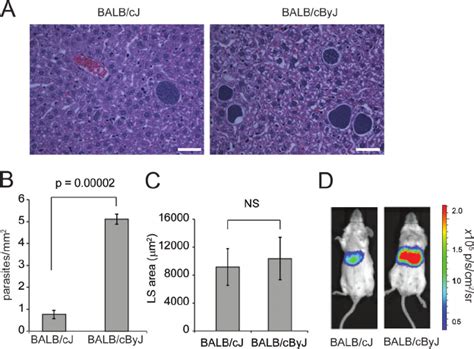 Balbc Mouse Substrains Show Increased Susceptibility To P Yoelii