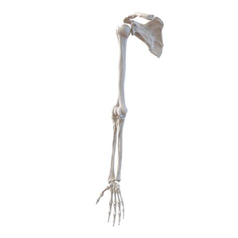 3d Model Human Arm Bones 3d Molier International
