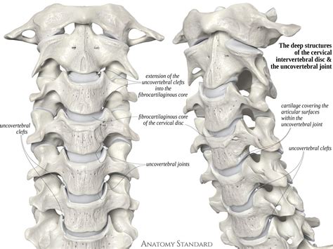 The Deep Structures Of The Cervical Spine The Uncovertebral Joints
