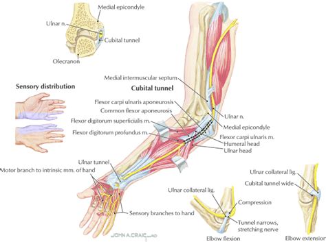 The Anatomy Of The Ulnar Nerve And Areas Of Entrapment Copyright Ó
