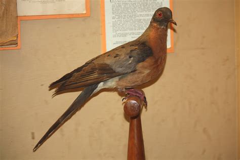 The Last Passenger Pigeon Died 100 Years Ago Today Passenger Pigeon