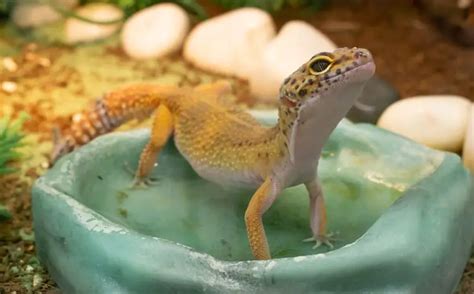 What Do Leopard Geckos Eat Best Food List Diet And Feeding Everything