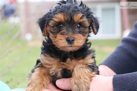 There is only 1 male yorkipoo left. Yorkiepoo - Yorkie Poo puppy for sale near Greensboro, North Carolina. | 2d576c9a-69c1