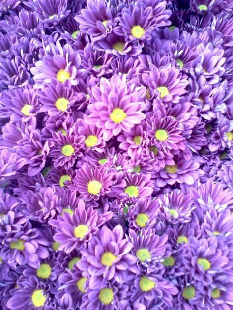Terkeren 10 Gambar Bunga Daisy Ungu Gambar Bunga Indah