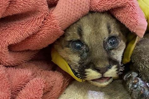 Orphaned Mountain Lion Cub Is Rescued By Firefighters From California