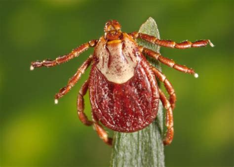 America S Most Common Ticks And How To Identify Them Stacker