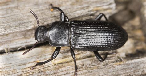 Invading Insects Ground Beetles