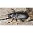 Invading Insects Ground Beetles