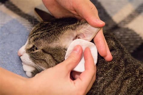 Ear Mites In Cats 1 Guide On How To Get Rid Of Them