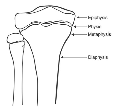 Physis Bone Anatomy Xray