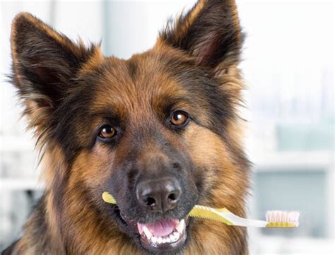 At this point, the hardened tartar can no karijoking, i must confess that in all these years i still feel that brushing your dog's teeth is the best option. How to Clean Tartar Off Dog's Teeth | Glamorous Dogs