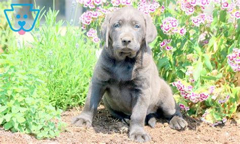 We research each of our dog's pedigree, do necessary training and health testing. Clyde | Labrador Retriever - Charcoal Puppy For Sale ...