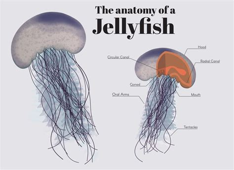 The Anatomy Of A Jellyfish