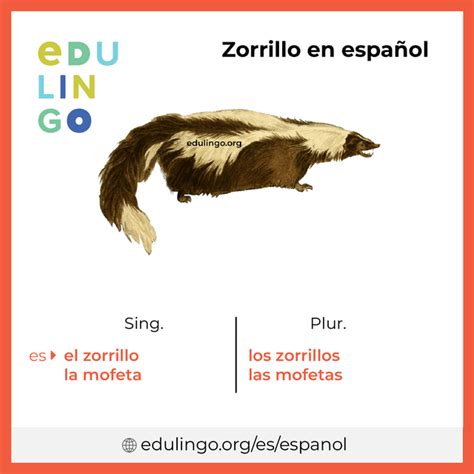 Zorrillo En Español • Escritura Y Pronunciación Con Imágenes