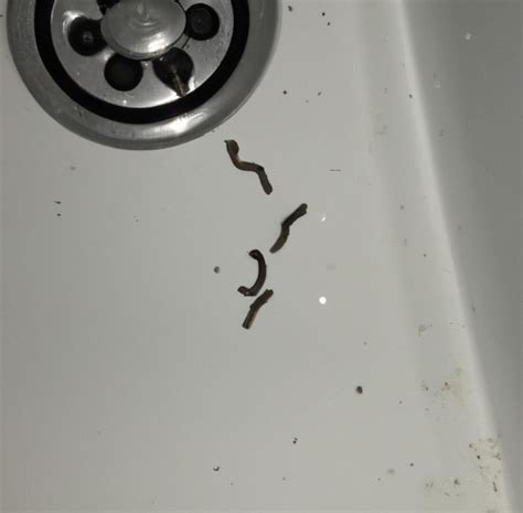 Little Black Worms In Shower 3 Amazing Method