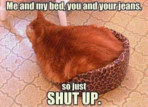 Oh Dear Funny Cat Memes Cat Quotes Funny Cat Memes