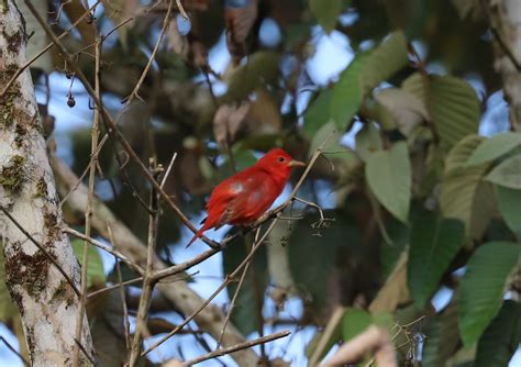 Bird Bamboo Facts Bamboo And Birds