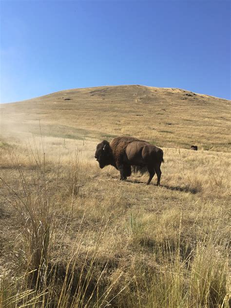 Bison Yellowstone Buffalo Landscape Wyoming Free Image From