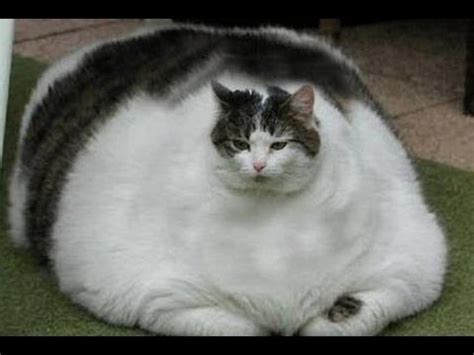 Fat Cat Facts Neat Pets Dogs And Cats