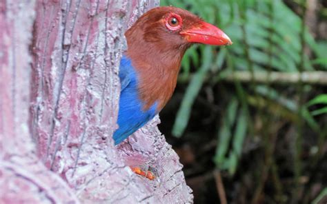 Endemic Birds Of Sri Lanka Birdwatching Holiday Private Expert Led