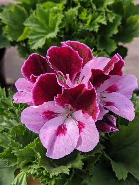 Martha Washington Geranium Pelargonium Elegance Purple Majesty In The
