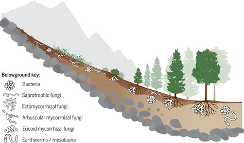 Above And Belowground Linkages Shape Responses Of Mountain Vegetation