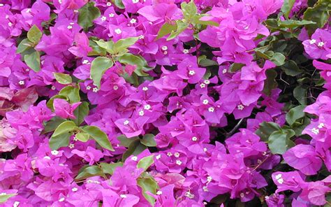 Browse the most recent coral springs, florida obituaries and condolences. BOUGAINVILLEA CAPE CORAL