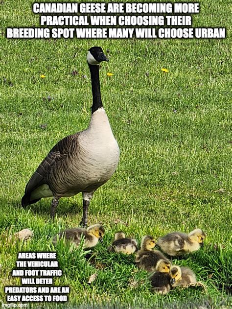 Goose With Goslings Imgflip