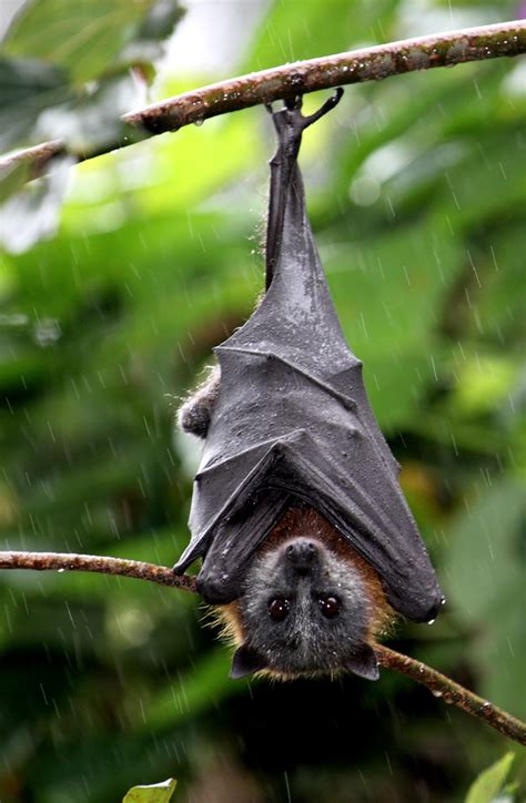 Flying Foxes In Trouble In States North