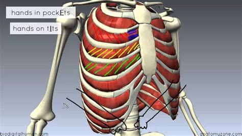 Small muscles running between the ribs, known as the external intercostal muscles, lift the ribs during deep breathing to further expand the chest and lungs and provide even more air to the body. Human Body Chest Muscles Diagram : anatomy organs diagram ...