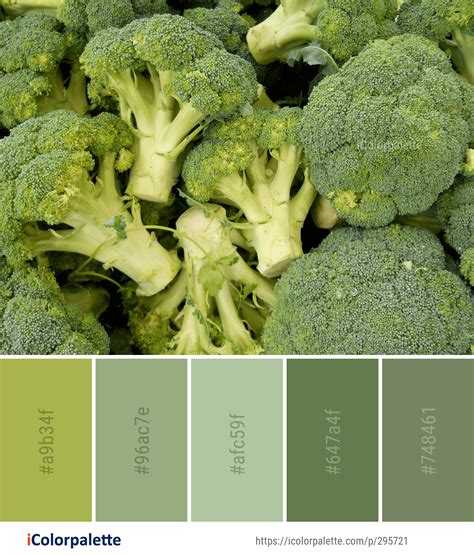Color Palette Ideas From Vegetable Broccoli Produce Image