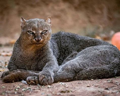 Big Cats Wildlife On Instagram The Unusual But Still Beautiful