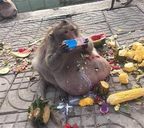 Chunky Monkey Goes On No Junk Food Diet Cctv News English