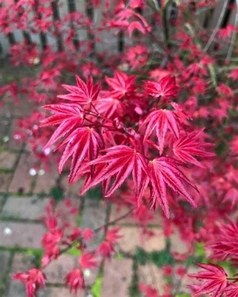 Acer Palmatum Shindeshojo One Of The Most Stunning Of The Spring