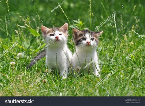 Two Little Kittens Green Grass Stock Photo Edit Now 432900496