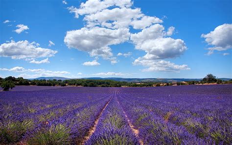 Hd Wallpaper Lavender Of Provence France Wallpaper Flare