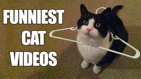 Funny Cats Hold Your Laugh If You Can Challenge Videos Ever Youtube