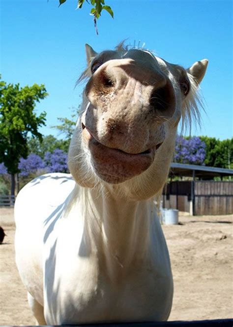 Smiling Horse Smiling Animals Horses Horse Face