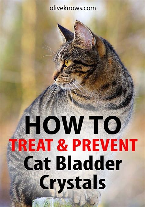 Once you get used to expressing your cat's bladder, you will know what is normal for them. How to Treat and Prevent Cat Bladder Crystals | Cats, Cat ...