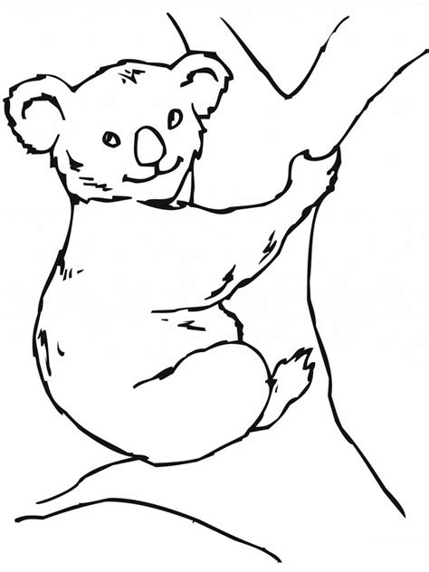 Koala Coloring Pages - Kidsuki