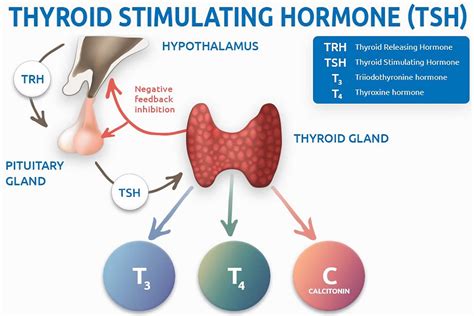 Tsh Or Thyroid Stimulating Hormone Test Tsh Levels And Tsh Interpretation
