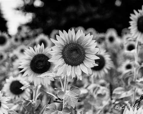 Sunflower Field In Monochrome Black And White Photo Print Photo