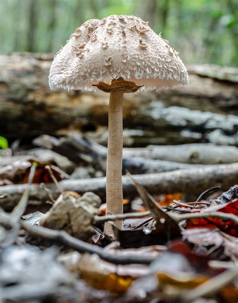 Mushroom Standing Tall Forensicdoc1 Flickr