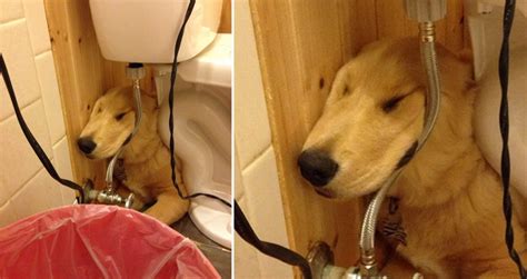 people share pics of puppies sleeping in strange positions and there s nothing more adorable