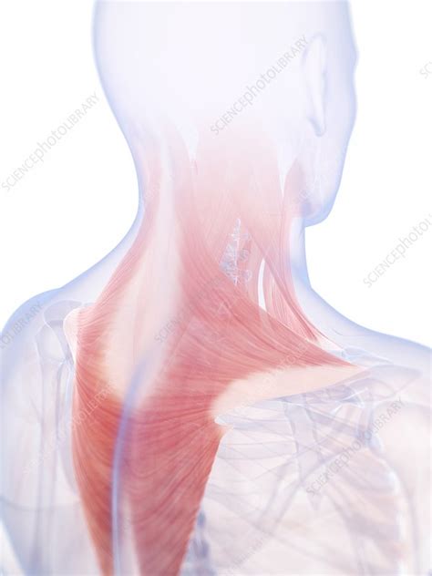 Human Neck And Back Muscles Artwork Stock Image F0101802