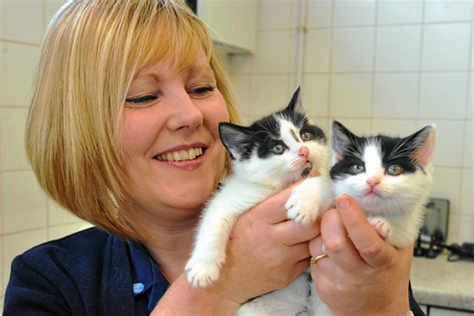 Dumped Kittens Need Home Express And Star